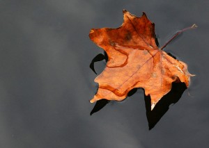 "Leaves on a Steam" - Cognitive Defusion Exercise