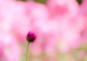Mindfulness-Based Stress Reduction- Week Eight