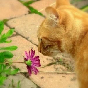 How to Increase Mindfulness of Pleasant Experiences