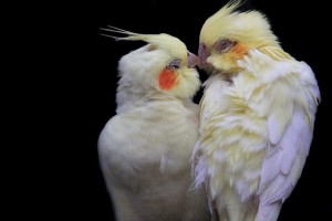 Identify Problematic Relationship Patterns and Build a Stronger Bond
