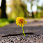 Hardiness - Courage to Thrive in the Face of Adversity