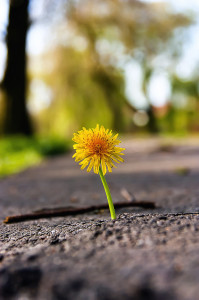 Hardiness - Courage to Thrive in the Face of Adversity
